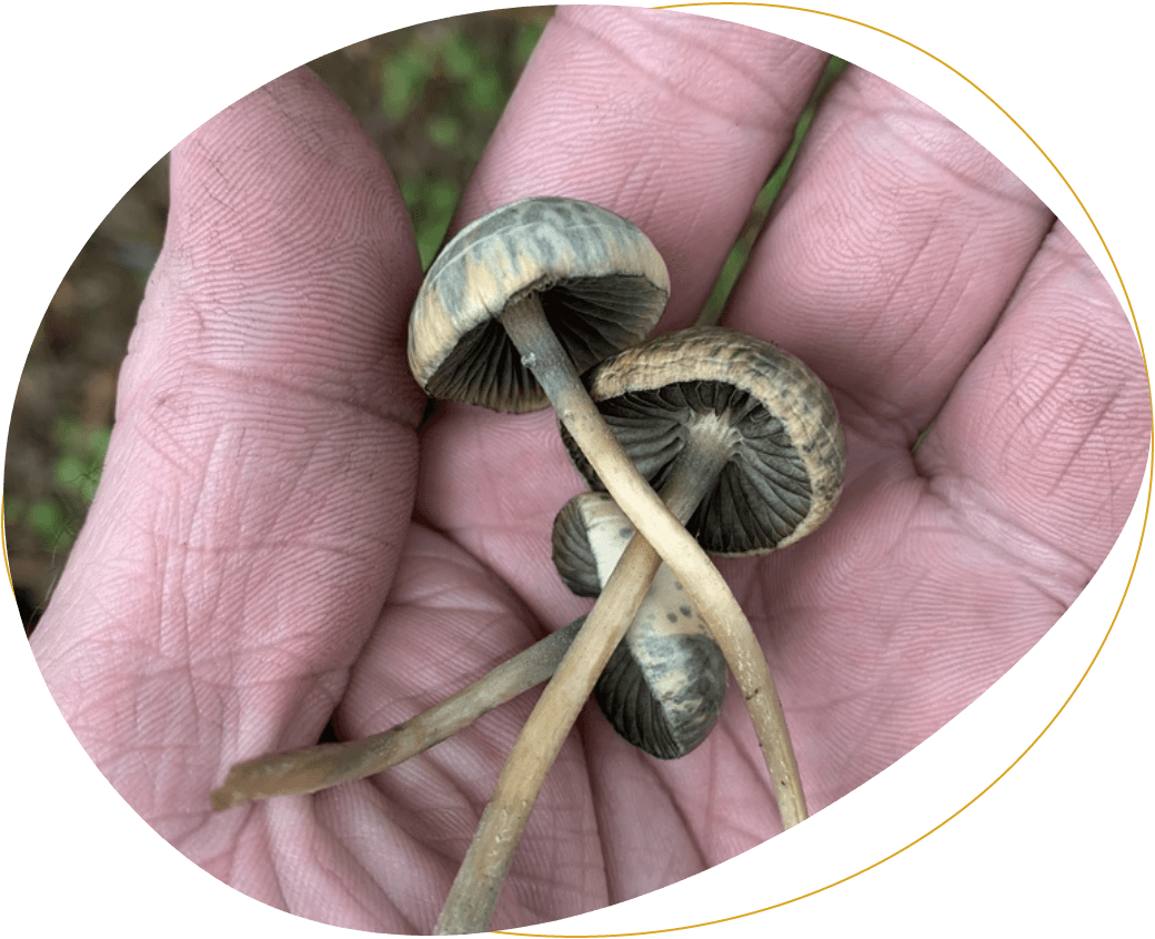 Effects of Blue Meanies Mushrooms​